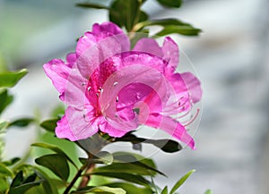 Azalea Rhododendron Flower