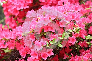 Azalea Rhododendron flowers