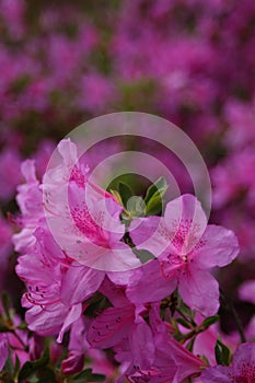 Azalea Rhododendron flowers