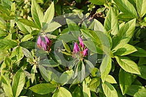 Azalea Rhododendron flowers