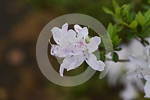 Azalea Rhododendron flowers