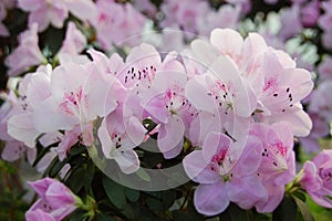 Azalea Rhododendron molle. Blume