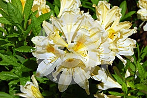 Azalea Rhododendron molle. Blume