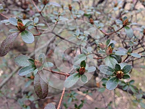 Azalea (Rhododendron) Plant with Flower Buds in Early Spring.