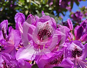 Azalea Rododendro photo