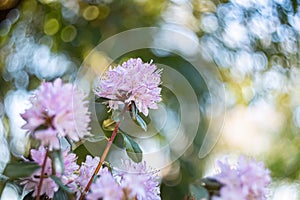 Azalea in the shade of trees in the park in the summertime. Natural blurred background and bokeh. Copy space.