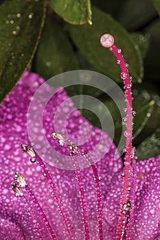 Azalea Stamen and pistils of flower close up - Macro photo of stamens and flower pistils in detail