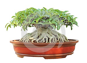 Azalea trees in pots isolated