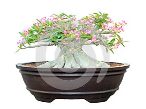 Azalea trees in pots isolated