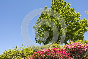 Azalea and trident maple