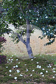 Azalea with white flowers.