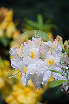 Azalea