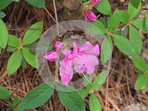 Azaleas