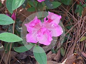 Azaleas