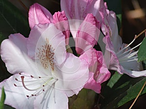 Azaleas