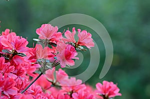 Azaleas photo