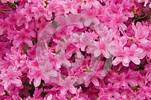 Azaleas photo