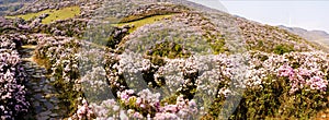 Azaleas all over the mountains  in spring