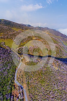 Azaleas all over the mountains  in spring