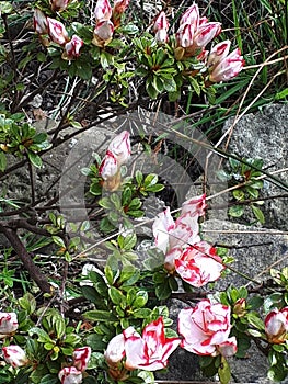 Azaleas belong to the Rhododendron genus, and they are members of the heath family Ericaceae.