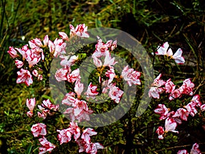 Azaleas belong to the Rhododendron genus, and they are members of the heath family Ericaceae. Beloved for their delightfully bri