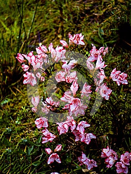 Azaleas belong to the Rhododendron genus, and they are members of the heath family Ericaceae. Beloved for their delightfully bri