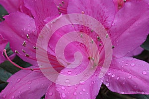 Azaleas in Bloom photo