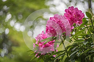 Azaleas photo