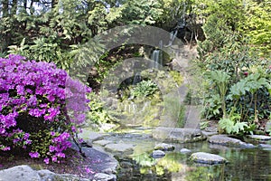 Azaleas Blooming by Waterfall