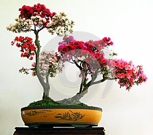Azaleas bonsai photo