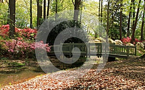 Azaleas at Callaway Gardens photo