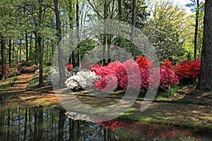 Azaleas at Callaway Gardens