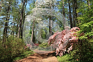 Azaleas at Callaway Gardens