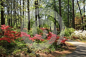 Azaleas at Callaway Gardens