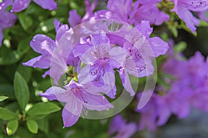 Azaleas flowers