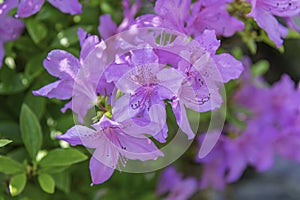 Azaleas flowers photo