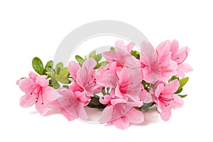 Azaleas flowers isolated