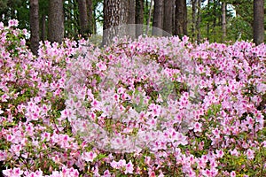 Azaleas in full bloom