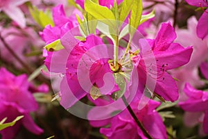 Azaleas in  full bloom during Spring time