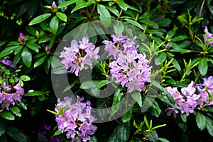 Azaleas / Rhododendron. The flowers of various colors bloom to attract insects photo