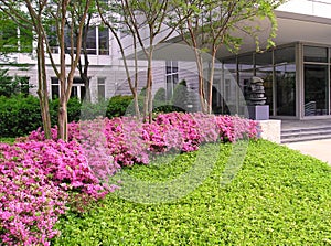 Azaleas at Office Building photo