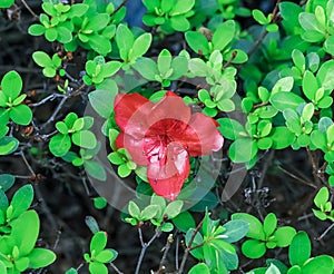 Azaleas are one of the most popular flowering shrub