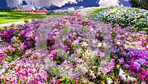 Azaleas in the Park