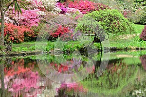 Azaleas reflecting in Pond