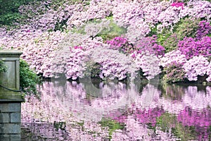 The azaleas Rhododendron simsii blooming in the Wan'an Cultural Park in Changsha in spring