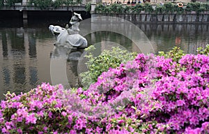 The azaleas Rhododendron simsii blooming in the Wan'an Cultural Park in Changsha in spring