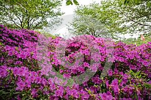 The azaleas Rhododendron simsii blooming in the Wan'an Cultural Park in Changsha in spring