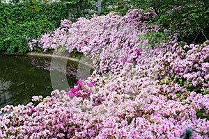 The azaleas Rhododendron simsii blooming in the Wan'an Cultural Park in Changsha in spring