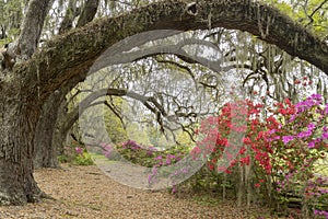 Azaleas in Spring Bloom Beneath Live Oaks Near Charleston, SC