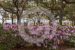 Azaleas White Point Garden Charleston SC